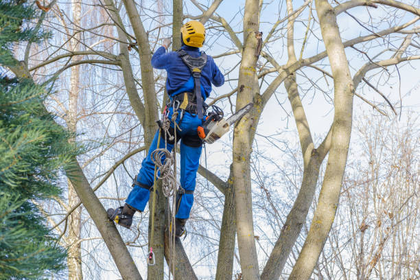 How Our Tree Care Process Works  in  Spokane, WA