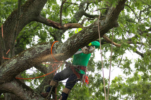 Best Tree Maintenance Programs  in Spokane, WA