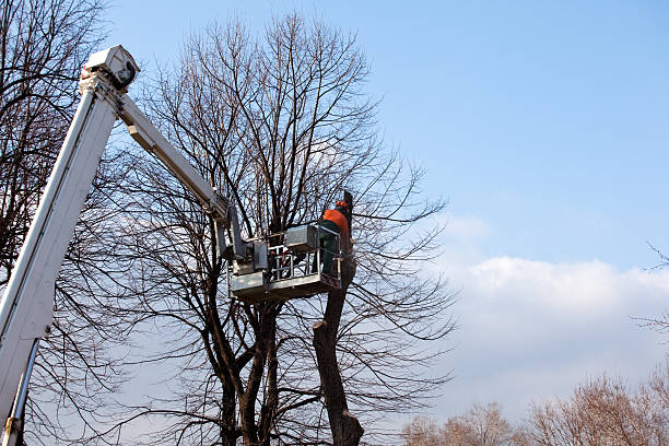 Trusted Spokane, WA Tree Services Experts